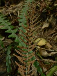 Blechnum chambersii. Fertile frond with sori arranged in continuous rows along the length of the pinnae, either side of the costa.
 Image: L.R. Perrie © Te Papa CC BY-NC 3.0 NZ
